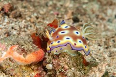 Goniobranchus geminus