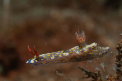 Hypselodoris roo