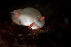 Goniobranchus preciosus
