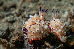 Mexichromis multituberculata - Bumpy mexichromis