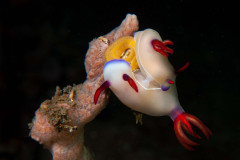 Hypselodoris bullocki - Bullock´s hypselodoris