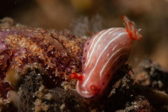 Hypselodoris carnea