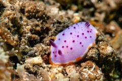 Mexichromis mariei - Marie's mexichromis