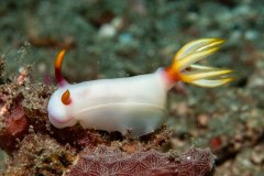 Hypselodoris bullocki - Bullock´s hypselodoris