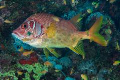 Sargocentron spiniferum - Sabre squirrelfish