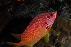 Sargocentron spiniferum - Sabre squirrelfish
