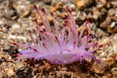 Coryphellina lotos