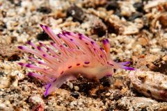 Coryphellina rubrolineata