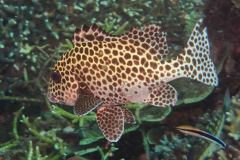 Plectorhinchus chaetodonoides - Harlequin Sweetlip - Harlekinfisk - Harlekin-Süesslippe