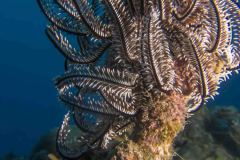 Nemaster grandis - Black and White Crinoid - Schwarz-weisser Federstern