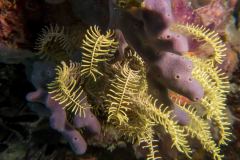 Comaster nobilis - Yellow feather star - Edel-Haarstern