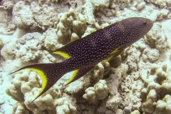 Variola louti - Moon grouper - Mondflossen-Zackenbarsch