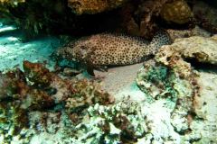 Mycteroperca sp.?