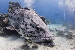Epinephelus tukula - Potato cod - Potatisgrouper - Gefleckter Riesenzackenbarsch