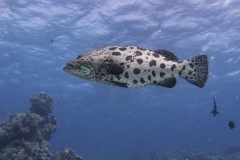 Epinephelus tukula - Potato cod - Potatisgrouper - Gefleckter Riesenzackenbarsch