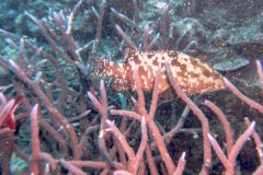 Epinephelus areolatus - Areolate grouper