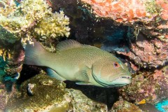 Cephalopholis microprion - Freckled gouper