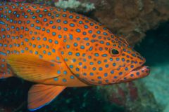 Cephalopholis miniata - Coral grouper - Juvelabborre - Juwelen-Zackenbarsch