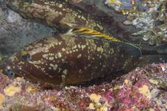 Epinephelus marginatus - Dusky grouper - Brun havsabborre - Brauner Zackenbarsch