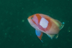 Pseudanthias pleurotaenia - Squarespot Anthias - Neon-Fahnenbarsch (male)