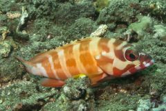 Epinephelus fasciatus - Blacktip grouper - Guldgrouper