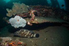Epinephelus malabaricus - Malabar-Zackenbarsch