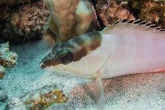 Epinephelus fasciatus - Blacktip grouper - Guldgrouper - Baskenmützen-Barsch