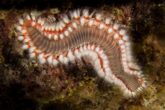 Hermodice carunculata - Bearded fireworm - Feuerwurm