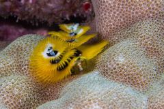 Spirobranchus giganteus - Christmas tree worm - Weihnachtsbaumwurm