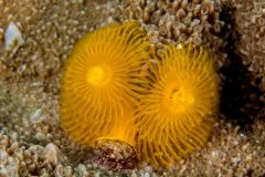 Spirobranchus giganteus - Christmas Tree worm - Weihnachtsbaumwurm