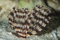Sabellastarte sp. - Kalkrörsmask - Röhrenwurm
