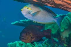 Acanthurus dussumieri - Eyestripe-surgeonfish