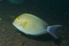 Acanthurus mata - Grauer Doktorfisch