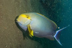 Acanthurus dussumieri - Eyestripe-surgeonfish - Doktorfisch