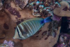 Zebrasoma desjardinii - Red Sea sailfin tang - Indischer Segelflossendoktor
