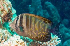 Zebrasoma desjardinii - Red Sea sailfin tang - Indischer Segelflossendoktor