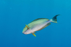 Acanthurus xanthopterus - Yellowfin surgeonfish