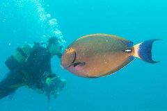 Acanthurus dussumieri - Eyestripe-surgeonfish - Doktorfisch