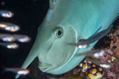 Naso annulatus - White-margin unicornfish