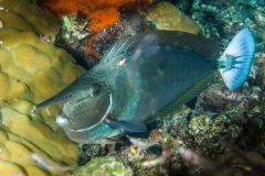Naso annulatus - White-margin unicornfish
