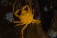 Pugettia producta - Northern kelp crab