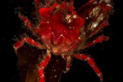 Pugettia richii - Cryptic Kelp Crab
