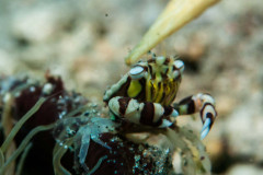 Lissocarcinus laevis - Harlequin swimming crab
