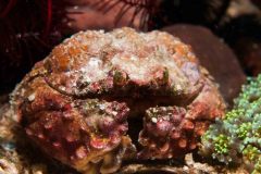 Calappa gallus - Rough box crab