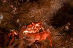 Liocarcinus corrugatus - Simkrabba - Schwimmkrabbe