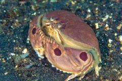 Calappa philargius - Spotted box crab