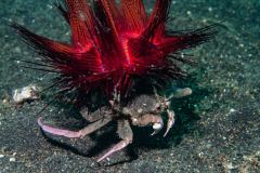 Dorippe frascone - urchin carry crab