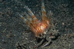 Dorippe frascone - Urchin carry crab