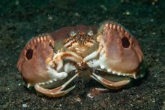 Calappa philargius - Spotted box crab