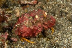 Calappa gallus - Rough box crab